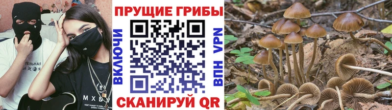 Псилоцибиновые грибы Magic Shrooms  blacksprut ссылки  Чухлома 